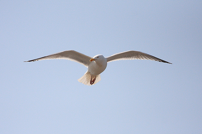 IMG_9305 Herring Gull.JPG